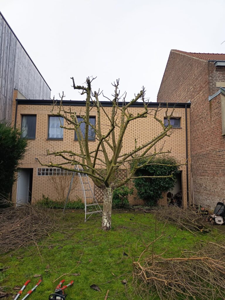 Réalisation paysagiste Lille : arbre taillé dans un jardin devant une maison en briques