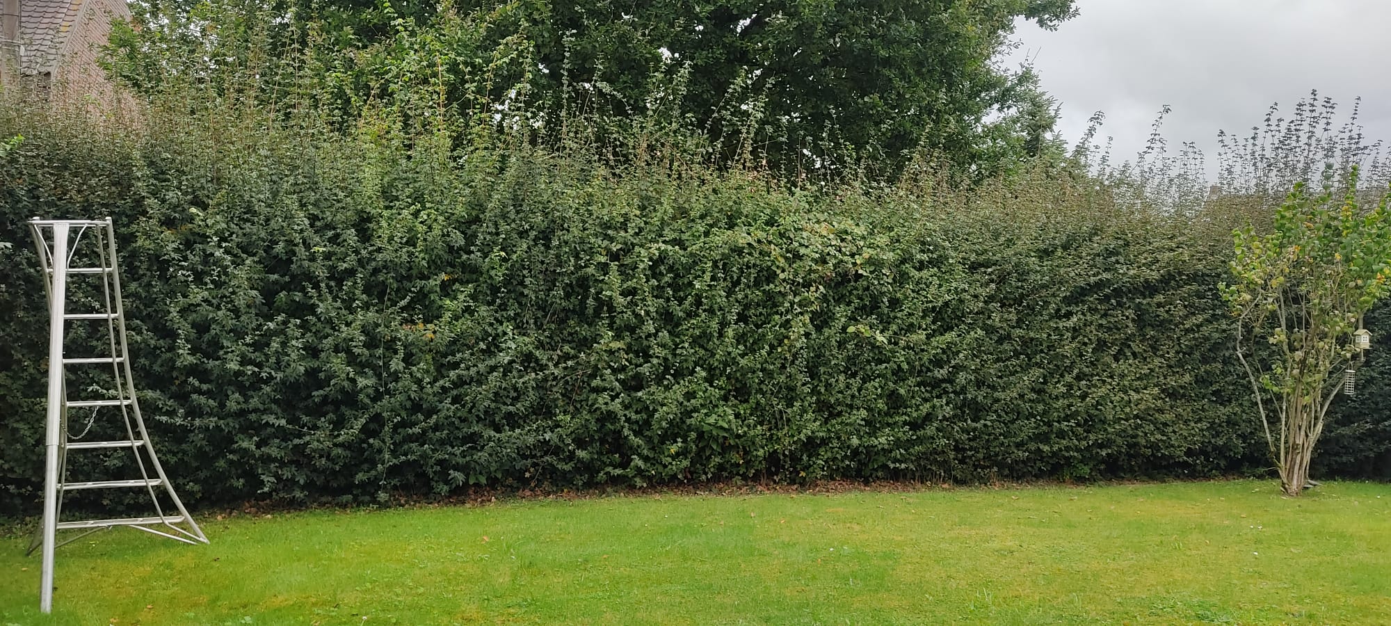 Haie dense taillée avec pelouse verte et structure métallique dans un jardin