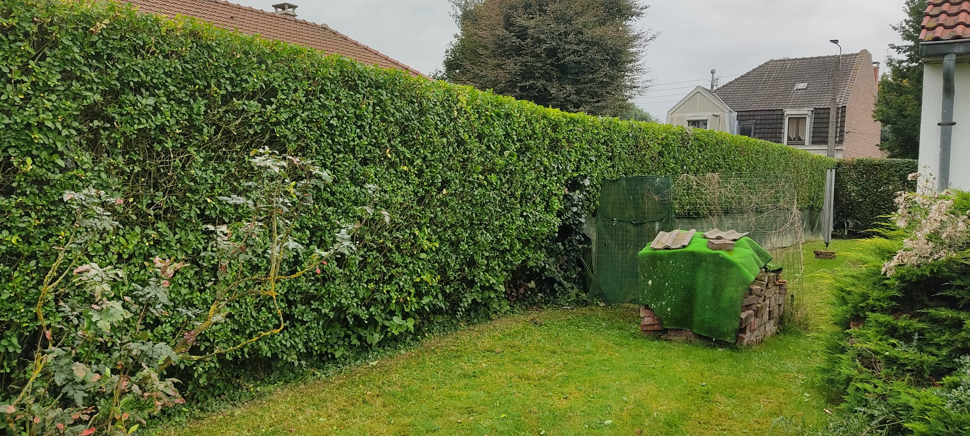 Haie taillée et jardin vert avec pelouse et buissons devant des maisons