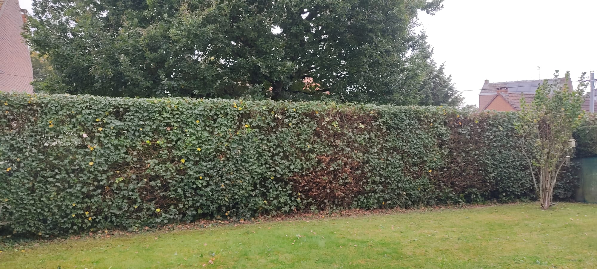 Haie taillée et pelouse entretenues par un paysagiste à Lille dans un jardin de particulier